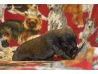 Mastiff Puppy for sale in Granville, OH, USA