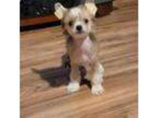 Chinese Crested Puppy for sale in Avon Park, FL, USA
