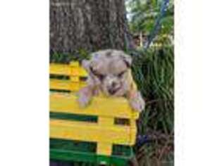 Australian Shepherd Puppy for sale in Gilmer, TX, USA