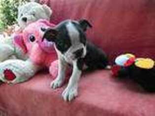 Boston Terrier Puppy for sale in Simpsonville, SC, USA