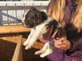Brittany Puppy for sale in Mitchell, NE, USA