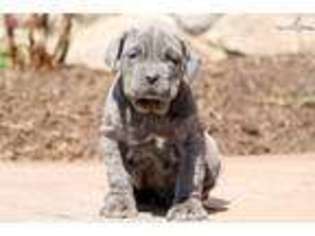 Neapolitan Mastiff Puppy for sale in Lancaster, PA, USA