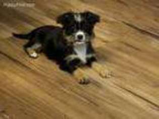 Chorkie Puppy for sale in Ossipee, NH, USA
