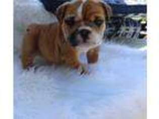 Bulldog Puppy for sale in King, NC, USA