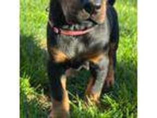 Doberman Pinscher Puppy for sale in Coos Bay, OR, USA