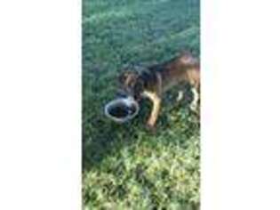 Rhodesian Ridgeback Puppy for sale in Wann, OK, USA
