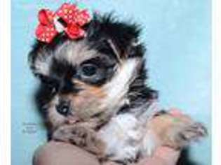 Mutt Puppy for sale in Keokuk, IA, USA