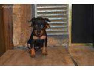 Miniature Pinscher Puppy for sale in Grovespring, MO, USA