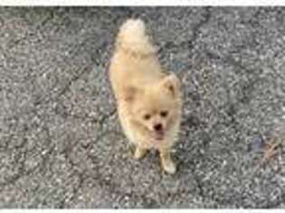 Pomeranian Puppy for sale in Oxon Hill, MD, USA