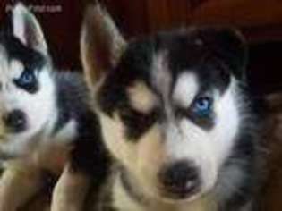 Siberian Husky Puppy for sale in Lafayette Hill, PA, USA