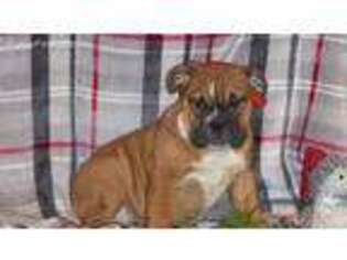 Bulldog Puppy for sale in Shreve, OH, USA