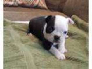 Boston Terrier Puppy for sale in Osteen, FL, USA
