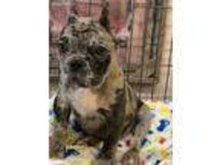 French Bulldog Puppy for sale in Kountze, TX, USA