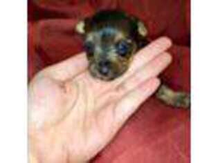 Yorkshire Terrier Puppy for sale in Brooksville, FL, USA