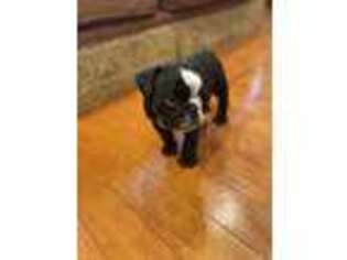 Bulldog Puppy for sale in Parlin, NJ, USA