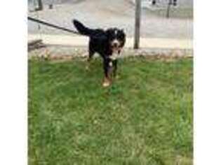 Bernese Mountain Dog Puppy for sale in Woodruff, SC, USA