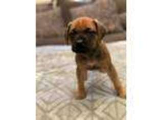 Mastiff Puppy for sale in Metamora, MI, USA
