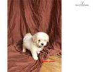 Maltese Puppy for sale in Dothan, AL, USA