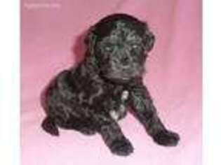 Schnoodle (Standard) Puppy for sale in Butler, OH, USA