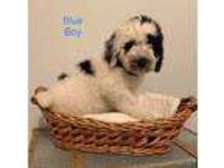 Mutt Puppy for sale in Hindman, KY, USA