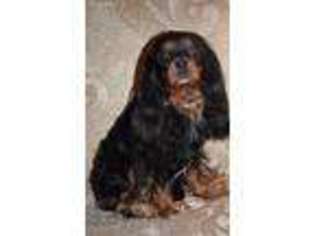 Cavalier King Charles Spaniel Puppy for sale in Campobello, SC, USA