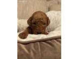 Goldendoodle Puppy for sale in Scott Depot, WV, USA