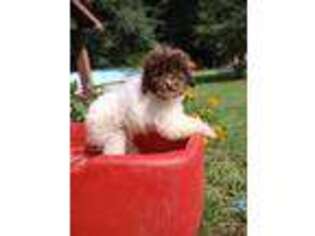 Labradoodle Puppy for sale in Barnesville, GA, USA