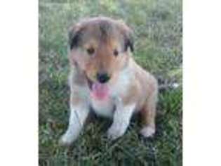 Collie Puppy for sale in Raymond, IL, USA