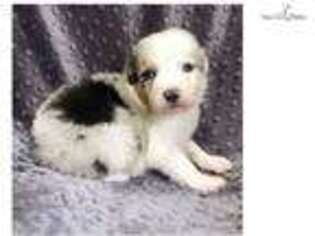 Australian Shepherd Puppy for sale in Little Rock, AR, USA