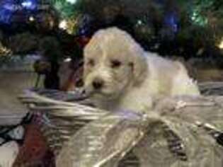Labradoodle Puppy for sale in Pearland, TX, USA