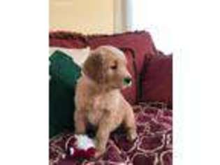 Golden Retriever Puppy for sale in Boston, MA, USA
