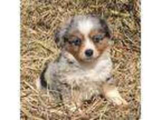 Miniature Australian Shepherd Puppy for sale in Albertville, AL, USA