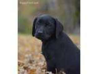 Labrador Retriever Puppy for sale in Huntington, IN, USA