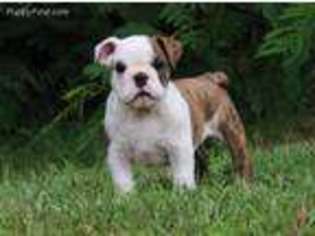 Bulldog Puppy for sale in Bracey, VA, USA