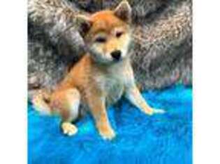 Shiba Inu Puppy for sale in Thomaston, GA, USA