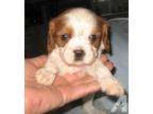 Cavalier King Charles Spaniel Puppy for sale in WILLOWS, CA, USA