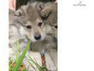Wolf Hybrid Puppy for sale in Lakeland, FL, USA