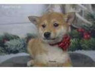Shiba Inu Puppy for sale in Minocqua, WI, USA