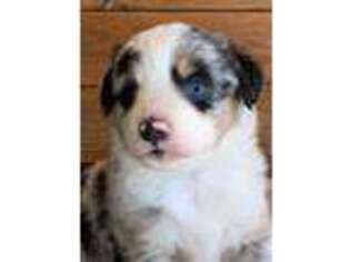 Miniature Australian Shepherd Puppy for sale in Tracy City, TN, USA