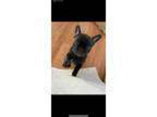 French Bulldog Puppy for sale in Frankfort, IL, USA