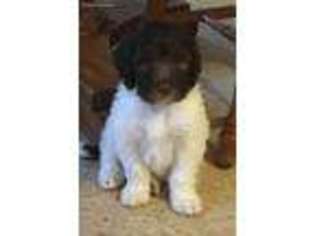 Mutt Puppy for sale in Farmersville, OH, USA