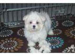 Maltese Puppy for sale in TUCSON, AZ, USA