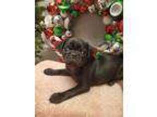 Pug Puppy for sale in Tipp City, OH, USA