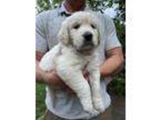Goldendoodle Puppy for sale in Warner Robins, GA, USA