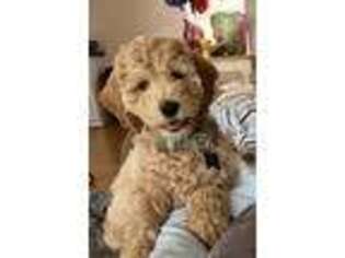 Goldendoodle Puppy for sale in King, NC, USA