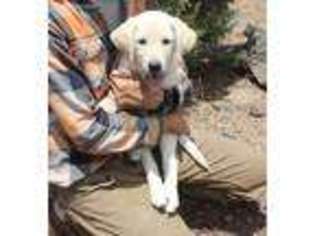 Labrador Retriever Puppy for sale in Concho, AZ, USA