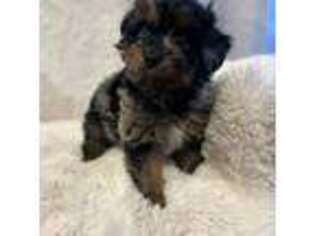 Mutt Puppy for sale in Wasilla, AK, USA