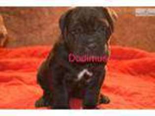 Neapolitan Mastiff Puppy for sale in Philadelphia, PA, USA