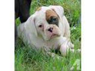 Boxer Puppy for sale in CHEHALIS, WA, USA