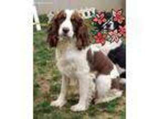 English Springer Spaniel Puppy for sale in Rogers, OH, USA